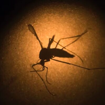 Brasil chega a 3 mil mortes confirmadas por dengue em 2024