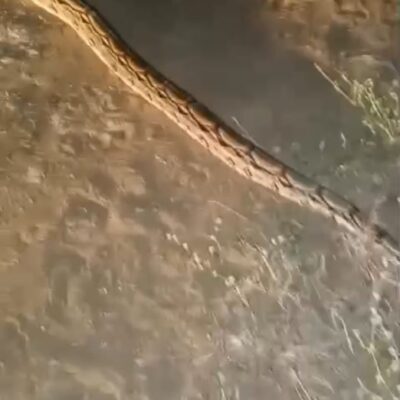 Vídeo: cobra gigante é vista na Comunidade Mirador em Currais Novos