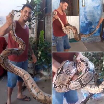 Acari: cobra gigante foi encontrada em Gargalheiras