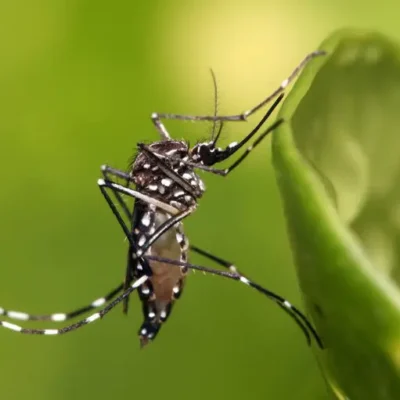 Ensaio clínico no Brasil aponta eficácia e segurança da vacina de chikungunya em adolescentes