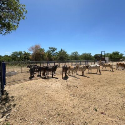 Currais Novos constrói “Feira do Gado” com estrutura para comercialização de animais