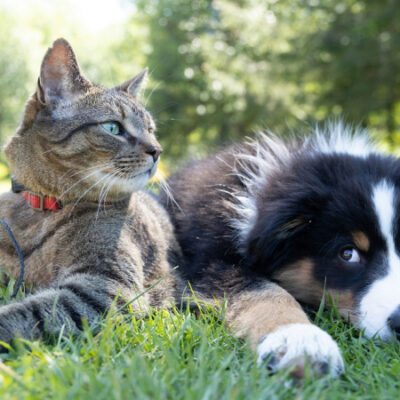 Cães e gatos domésticos poderão ter carteira de identidade a partir de 2025