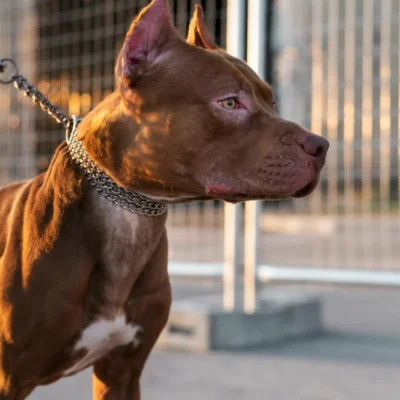 Criança de quatro anos morre após ser atacada por pitbull no RN