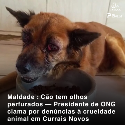 Cão tem olhos perfurados em Currais Novos: Presidente de ONG pede que população denuncie abusos