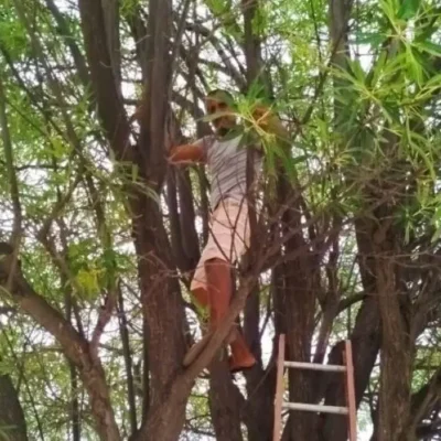 Projeto de preservação ambiental incentiva à reprodução do canário-da-terra em São José do Seridó