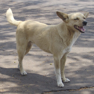 Currais Novos inicia projeto de castração com prioridade para animais de rua capturados