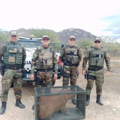 Capivara capturada na zona rural de Acari é resgatada pela Polícia Ambiental