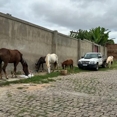 Lei que atualiza taxas para apreensão de animais de médio e grande porte em Currais Novos é sancionada Postado em 8 de julho de 2025