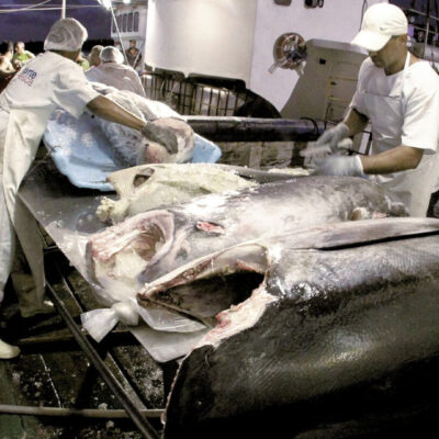 Tarifaço: pesca do RN mira Europa e mercado interno