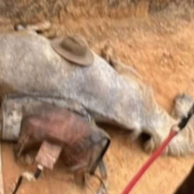 Polícia investiga denúncia de maus-tratos a cavalo mutilado com facão em Bananal, SP
