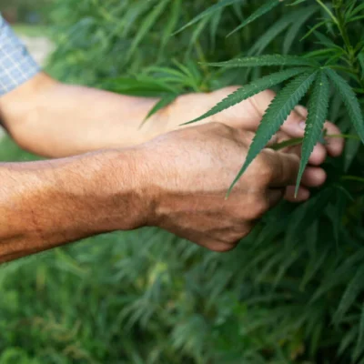 Decisão garante habeas corpus coletivo para mais de 700 pacientes de cannabis medicinal no RN