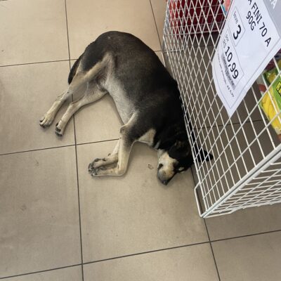 Entre o calor e a sede: cães de rua buscam conforto em comércios de Currais Novos