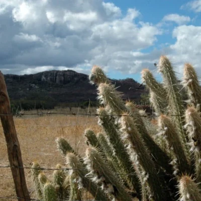 Governo reconhece emergência em 65 cidades no RN por estiagem prolongada; saiba quais