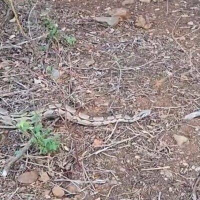 Cobra de mais de um metro é vista no Sítio Mulambos, em Currais Novos