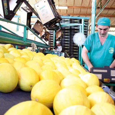 Melão do RN conquista mercado do Sudeste Asiático, mas logística freia otimismo