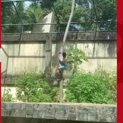 Homem morre após entrar na jaula de leoa em zoológico de João Pessoa