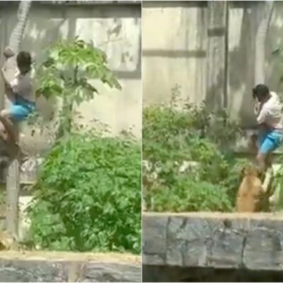 Leoa ataca homem que invadiu espaço no zoológico de João Pessoa