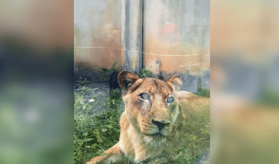Leoa que matou homem em João Pessoa está bem, diz veterinário