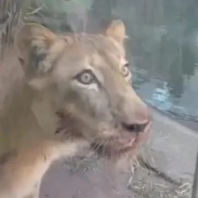 Leoa que matou jovem em zoológico na PB não será sacrificada