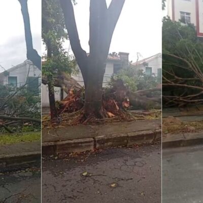 Temporal causa alagamentos e queda de árvores em Belo Horizonte