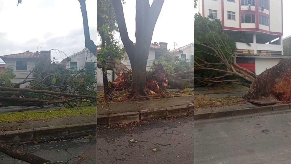 Temporal causa alagamentos e queda de árvores em Belo Horizonte