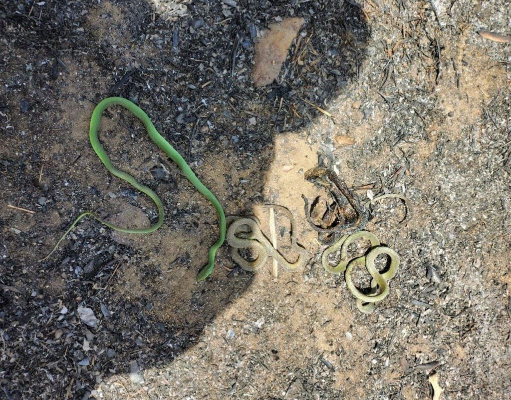 Animais são encontrados mortos após incêndio em vegetação em Currais Novos