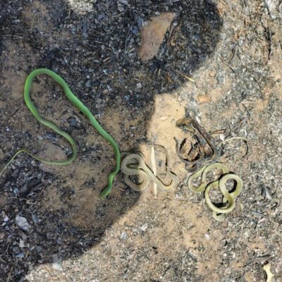 Animais são encontrados mortos após incêndio em vegetação em Currais Novos