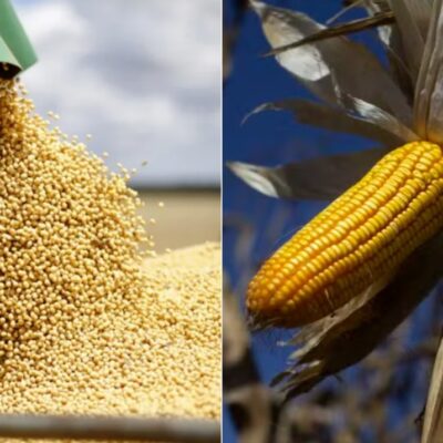 Tarifas de Trump ameaçam exportações brasileiras de soja e milho ao Irã