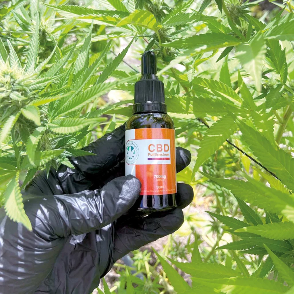 Cannabis: mudanças para uso são vistas com otimismo por associações