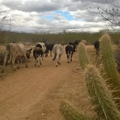 Emergência por seca decretada em 166 municípios do RN