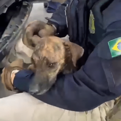 PRF resgata cachorro preso em para-choque na BR-101 em São José de Mipibu