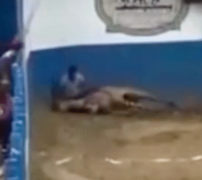 Cavalo morre durante vaquejada em Caicó, RN