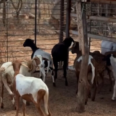 Tradicional Leilão dos Animais acontece neste domingo e reforça a programação da Festa de Nossa Senhora da Guia