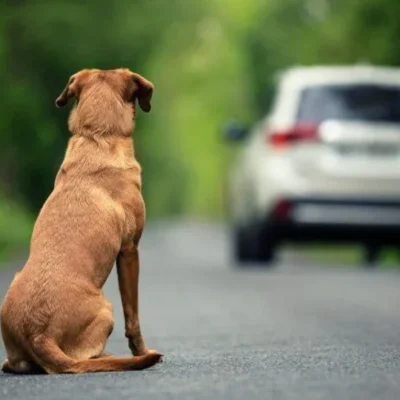 Câmara aprova cassação da CNH para quem abandonar animais com carro