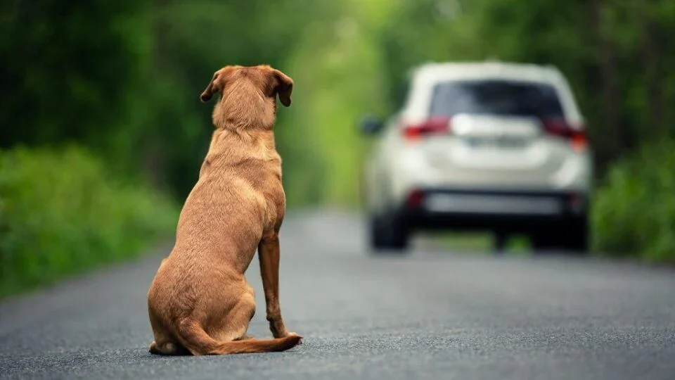 Câmara aprova cassação da CNH para quem abandonar animais com carro