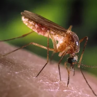 Sintomas e tratamentos da febre do Nilo Ocidental em foco no Brasil
