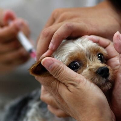 Currais Novos realiza dia “D”de vacinação antirrábica no dia 26 de setembro
