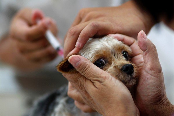 Currais Novos realiza dia “D”de vacinação antirrábica no dia 26 de setembro
