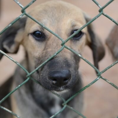 Senado aprova aumento de penas para maus-tratos contra animais