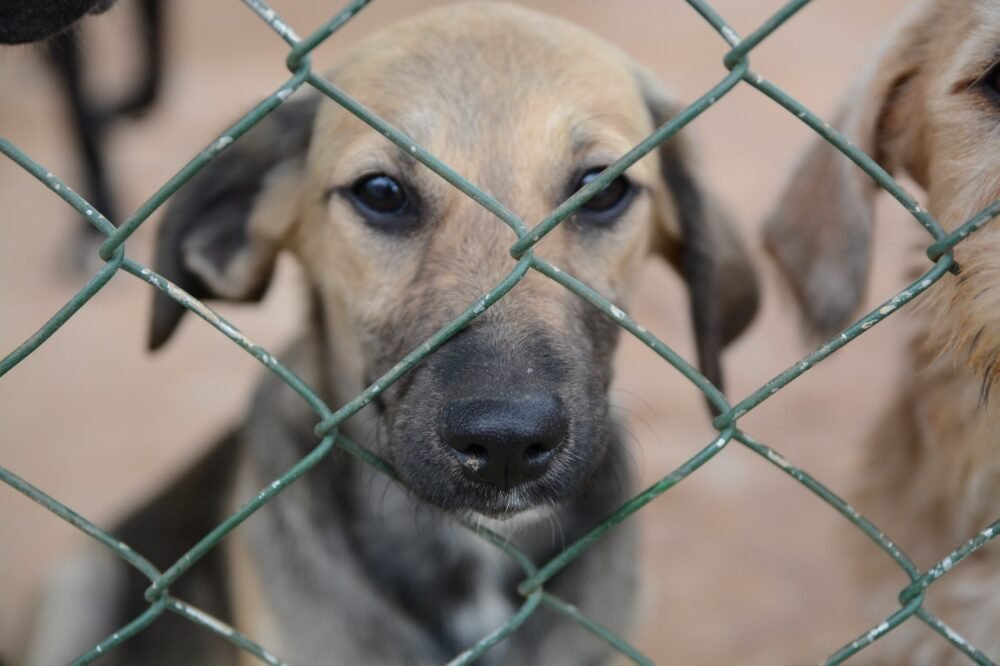 Senado aprova aumento de penas para maus-tratos contra animais